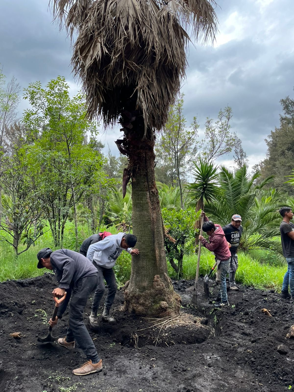 Proyecto de arbolado completado