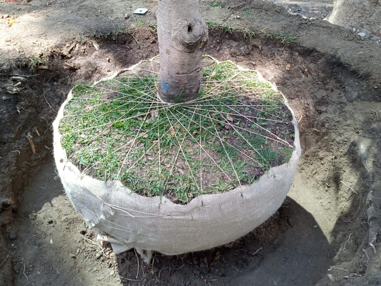 Equipo profesional de SAYDE