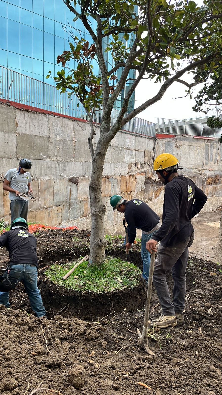 Creación de área verde nueva